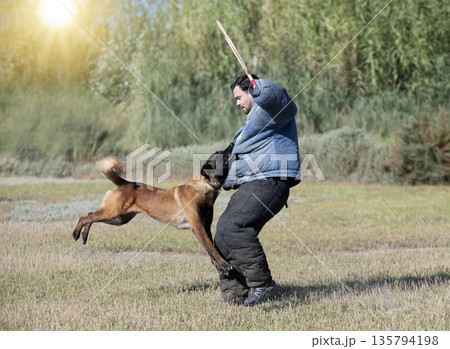 training of belgian shepherd 135794198