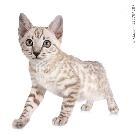 bengal kitten in studio 135794207