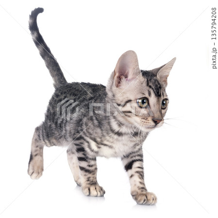 bengal kitten in studio 135794208