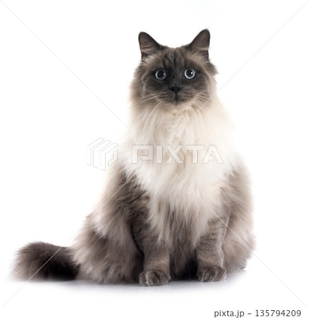 siberian cat in studio 135794209