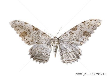 Thysania agrippina in studio Thysania agrippina in studio 135794212
