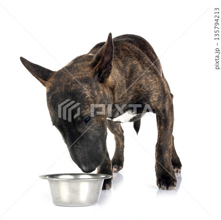 miniature bull terrier in studio 135794213