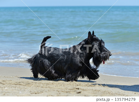 scottish terrier on beach 135794279