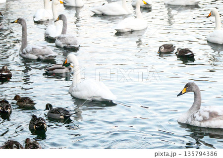 岩手県盛岡市白鳥飛来地の高松池の水鳥達 135794386