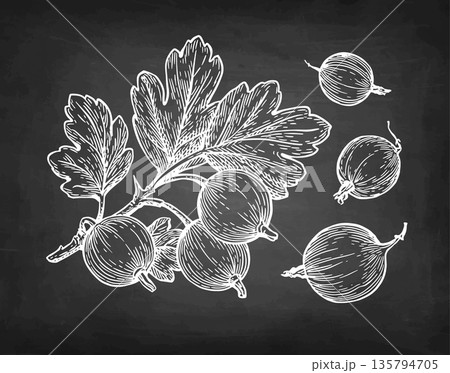 Gooseberry branch and berries chalk sketch. Gooseberry branch and berries chalk sketch. 135794705