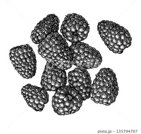 Handful of blackberries. Ink sketch. Handful of blackberries. Ink sketch. 135794707