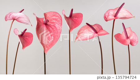 Pink anthurium flowers displaying tropical botanical beauty on white background 135794724