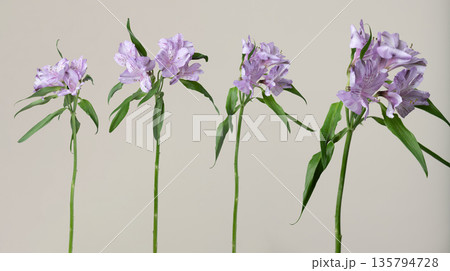 Purple alstroemeria flowers with green stems against light background Purple alstroemeria flowers with green stems against light background 135794728