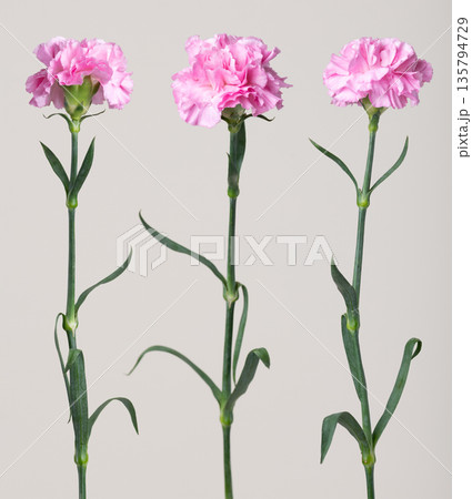 Three pink carnations standing on light background 135794729