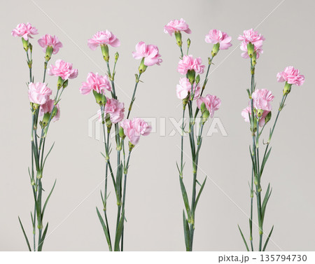 Pink carnation flowers blooming on stems 135794730