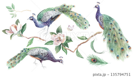 Peacocks and magnolia watercolor collection. Watercolor illustration. Handmade watercolor illustration. For packaging design, cards, cover, wallpaper, prints, product labels and fabric. 135794751