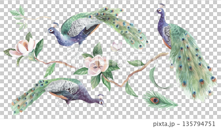 Peacocks and magnolia watercolor collection. Watercolor illustration. Handmade watercolor illustration. For packaging design, cards, cover, wallpaper, prints, product labels and fabric. 135794751