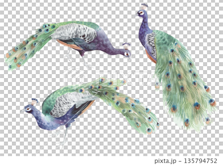 Set of peacocks. Handmade watercolor illustration. For packaging design, cards, cover, wallpaper, prints, product labels and fabric. 135794752