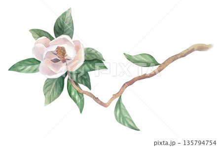 Blooming magnolia. Watercolor illustration. Handmade watercolor illustration. For packaging design, cards, cover, wallpaper, prints, product labels and fabric. 135794754