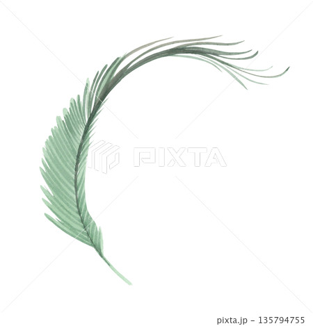 Peacock watercolor feather. Handmade watercolor illustration. For packaging design, cards, cover, wallpaper, prints, product labels and fabric. Peacock watercolor feather. Handmade watercolor illustration. For packaging design, cards, cover, wallpaper, prints, product labels and fabric. 135794755