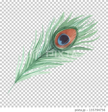 Peacock feather. Handmade watercolor illustration. For packaging design, cards, cover, wallpaper, prints, product labels and fabric. 135794756