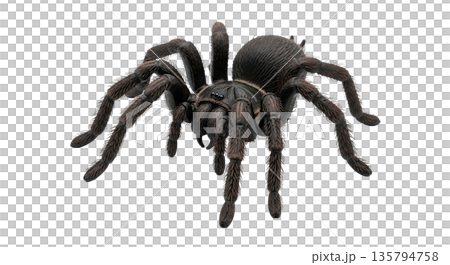 Close-up of a large hairy tarantula spider 135794758