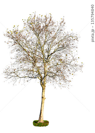 Leafless deciduous tree isolated on transparent background, natural element for landscape and design projects. 135794840