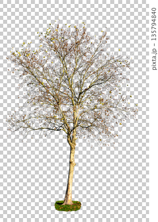 Leafless deciduous tree isolated on transparent background, natural element for landscape and design projects. Leafless deciduous tree isolated on transparent background, natural element for landscape and design projects. 135794840