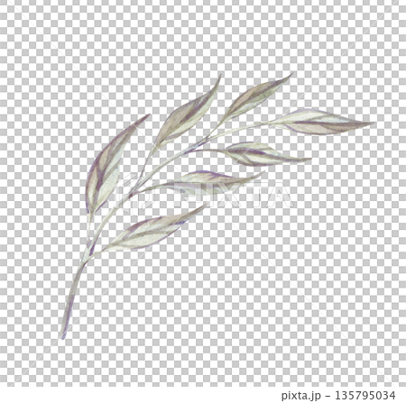 A single twig with green leaves on an isolated background. Watercolor illustration of a plant in its natural color. A botanical clipart for postcards, invitations, and scrapbooking. 135795034