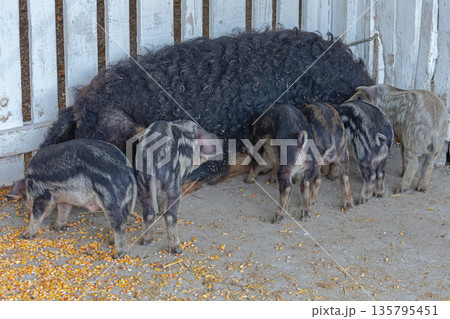 Black Mangalica Piglets Suckling 135795451