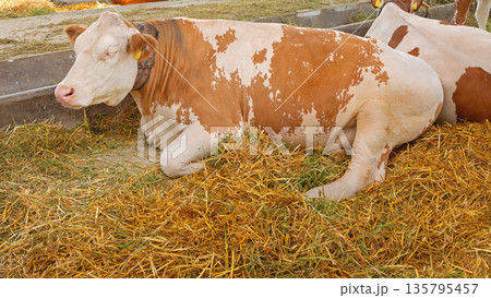 Large Cow Laying Down Large Cow Laying Down 135795457