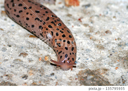 Great Grey Slug Great Grey Slug 135795935