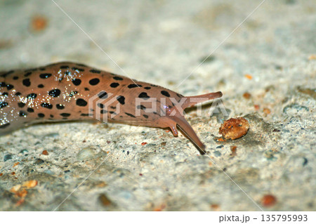 Great Grey Slug Food 135795993