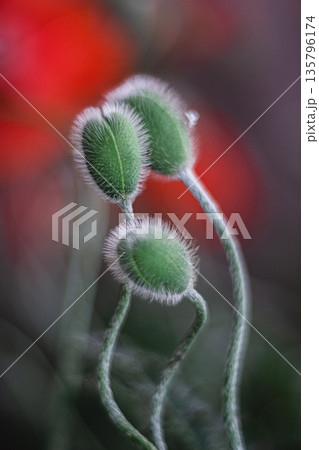 Poppy buds twisting around each other Poppy buds twisting around each other 135796174