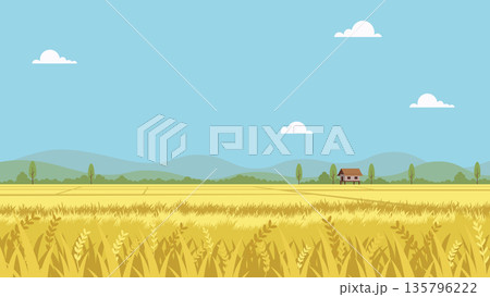 Agricultural Scenery with Rolling Hills and Summer Sky.Golden rice field during harvest season 135796222