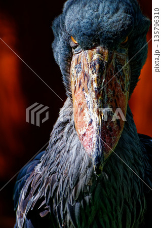 太古からの眼光 135796310