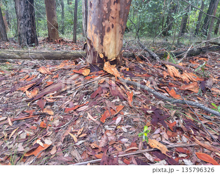 Photograph of tree bark lying on the ground in a forest Photograph of tree bark lying on the ground in a forest 135796326