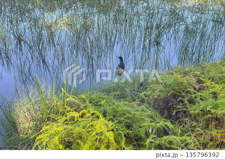 Photograph of an Australasian Swamphen standing on the edge of a lake 135796392