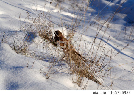 Common kestrel searching for prey on ground on a bright winter day, sunlight highlighting its wings in a cold rural landscape 135796988