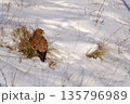 Common kestrel searching for prey on ground on a bright winter day, sunlight highlighting its wings in a cold rural landscape 135796989