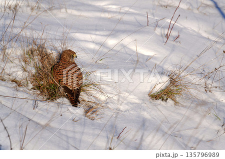 Common kestrel searching for prey on ground on a bright winter day, sunlight highlighting its wings in a cold rural landscape 135796989