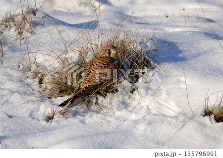 Common kestrel searching for prey on ground on a bright winter day, sunlight highlighting its wings in a cold rural landscape 135796991