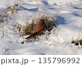 Common kestrel searching for prey on ground on a bright winter day, sunlight highlighting its wings in a cold rural landscape 135796992