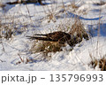 Common kestrel searching for prey on ground on a bright winter day, sunlight highlighting its wings in a cold rural landscape 135796993