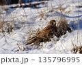 Common kestrel searching for prey on ground on a bright winter day, sunlight highlighting its wings in a cold rural landscape 135796995