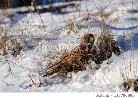 Common kestrel searching for prey on ground on a bright winter day, sunlight highlighting its wings in a cold rural landscape 135796995