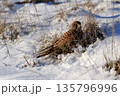 Common kestrel searching for prey on ground on a bright winter day, sunlight highlighting its wings in a cold rural landscape 135796996