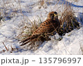 Common kestrel searching for prey on ground on a bright winter day, sunlight highlighting its wings in a cold rural landscape 135796997