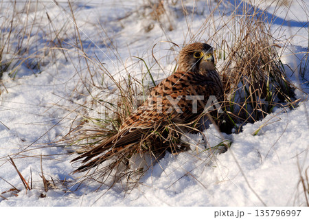 Common kestrel searching for prey on ground on a bright winter day, sunlight highlighting its wings in a cold rural landscape Common kestrel searching for prey on ground on a bright winter day, sunlight highlighting its wings in a cold rural landscape 135796997