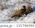 Common kestrel searching for prey on ground on a bright winter day, sunlight highlighting its wings in a cold rural landscape 135796999
