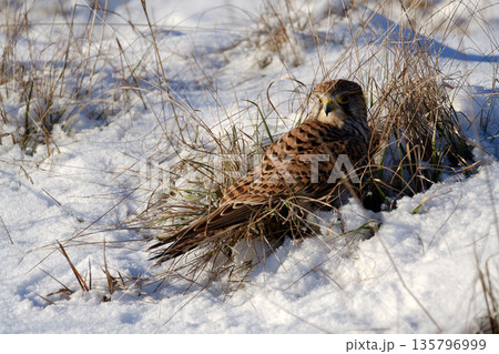Common kestrel searching for prey on ground on a bright winter day, sunlight highlighting its wings in a cold rural landscape Common kestrel searching for prey on ground on a bright winter day, sunlight highlighting its wings in a cold rural landscape 135796999
