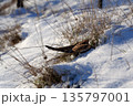 Common kestrel searching for prey on ground on a bright winter day, sunlight highlighting its wings in a cold rural landscape 135797001