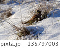 Common kestrel searching for prey on ground on a bright winter day, sunlight highlighting its wings in a cold rural landscape 135797003
