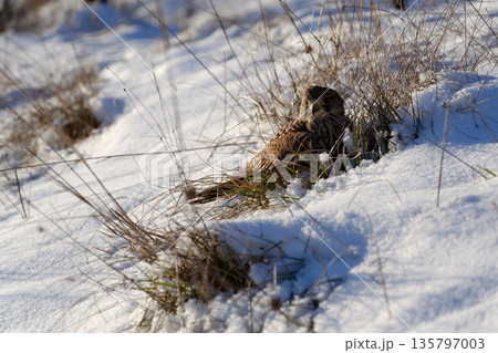 Common kestrel searching for prey on ground on a bright winter day, sunlight highlighting its wings in a cold rural landscape Common kestrel searching for prey on ground on a bright winter day, sunlight highlighting its wings in a cold rural landscape 135797003