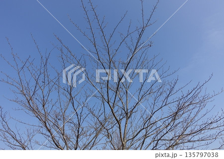 冬イメージ(winter image) 不景気などにも活用できます 冬イメージ(winter image) 不景気などにも活用できます 135797038